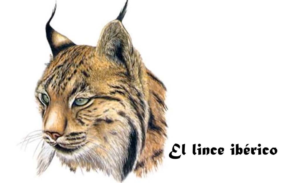 CEIP San Miguel, El lince Ibérico. Torredelcampo